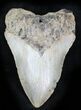 Bargain Megalodon Tooth - North Carolina #23013-1